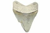 Serrated, Fossil Megalodon Tooth - Georgia #338694-1